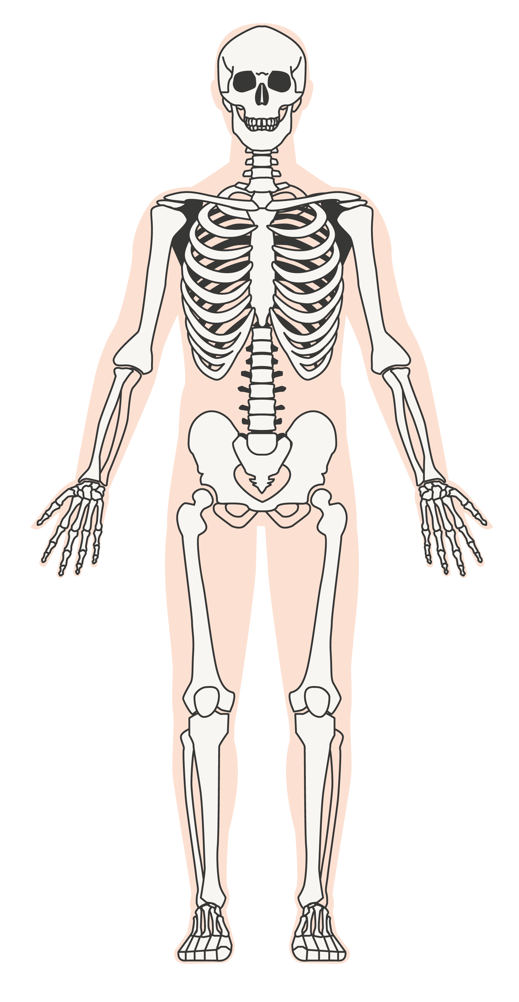 the-human-skeleton-protection-ks2-y3-science-lesson-resources-oak-national-academy