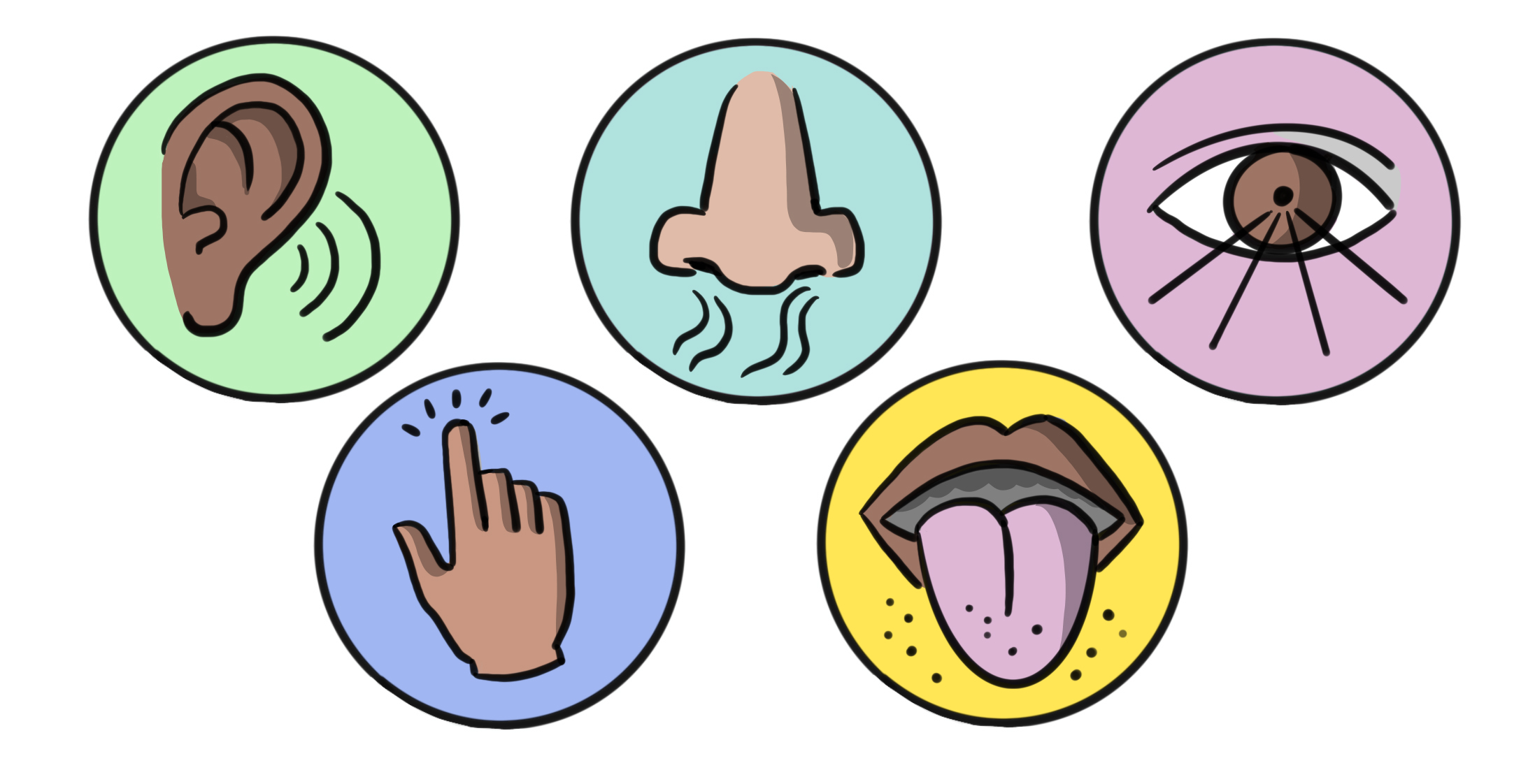 More about sight, smell and sound KS1 | Y1 Science Lesson Resources | Oak  National Academy