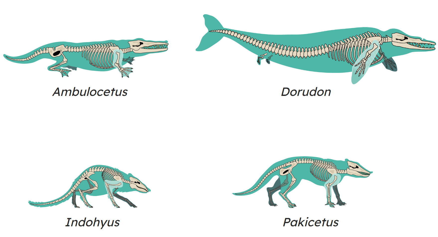 Lesson: Common ancestors and transitional species | Higher | AQA | KS4  Combined science | Oak National Academy