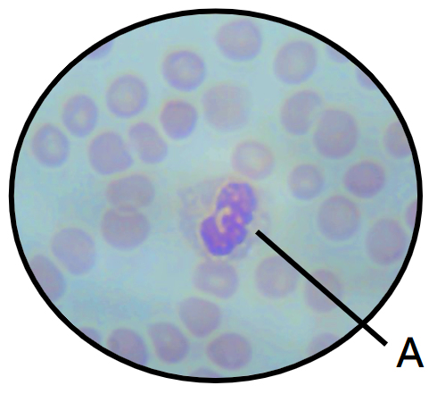 Blood Cells Under Microscope Labeled Human Blood Cell Under Microscope